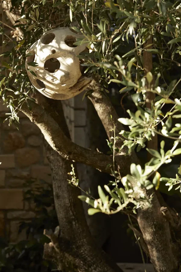 an empty nest on an olive tree