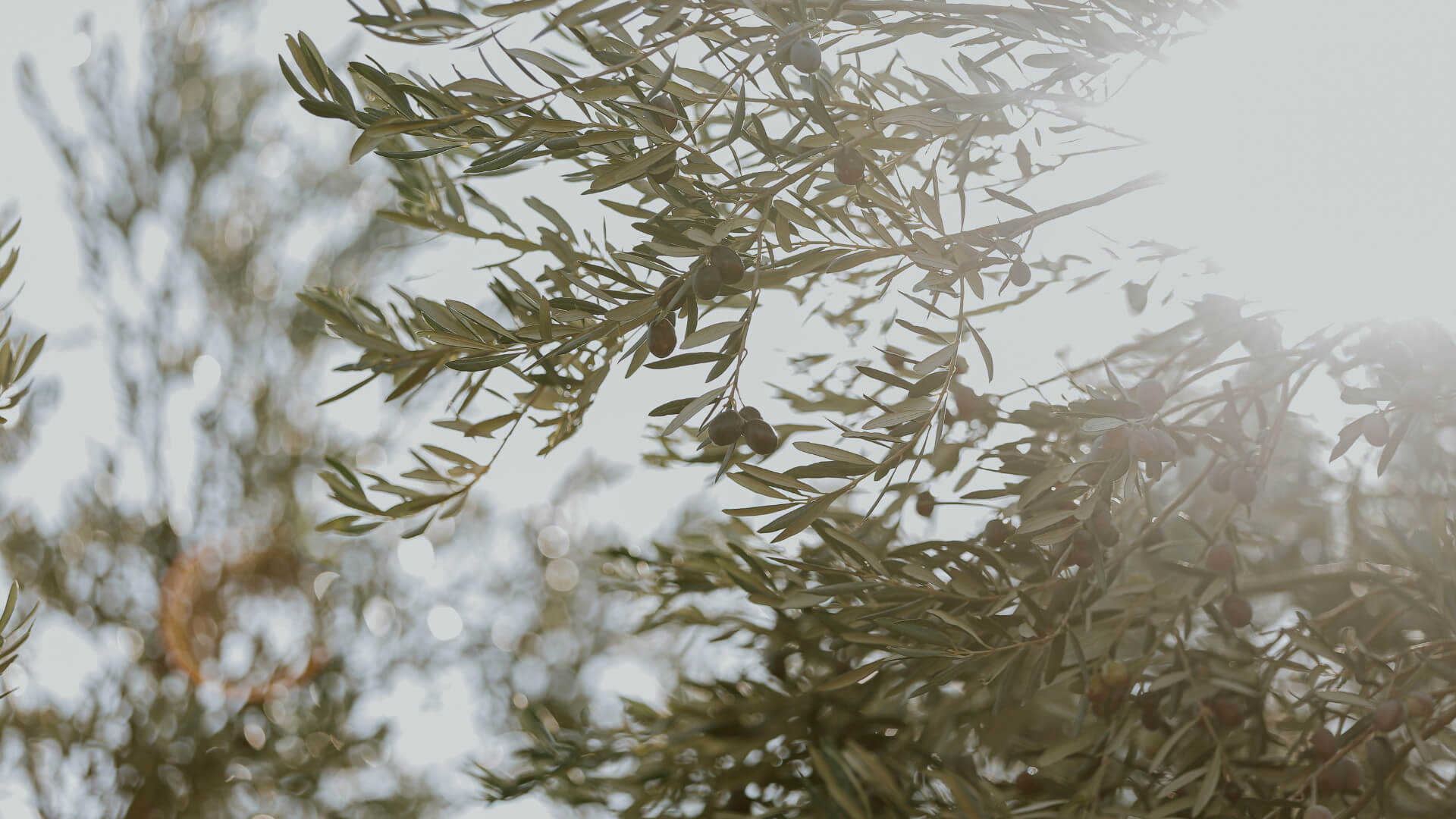 Olive tree in Greece