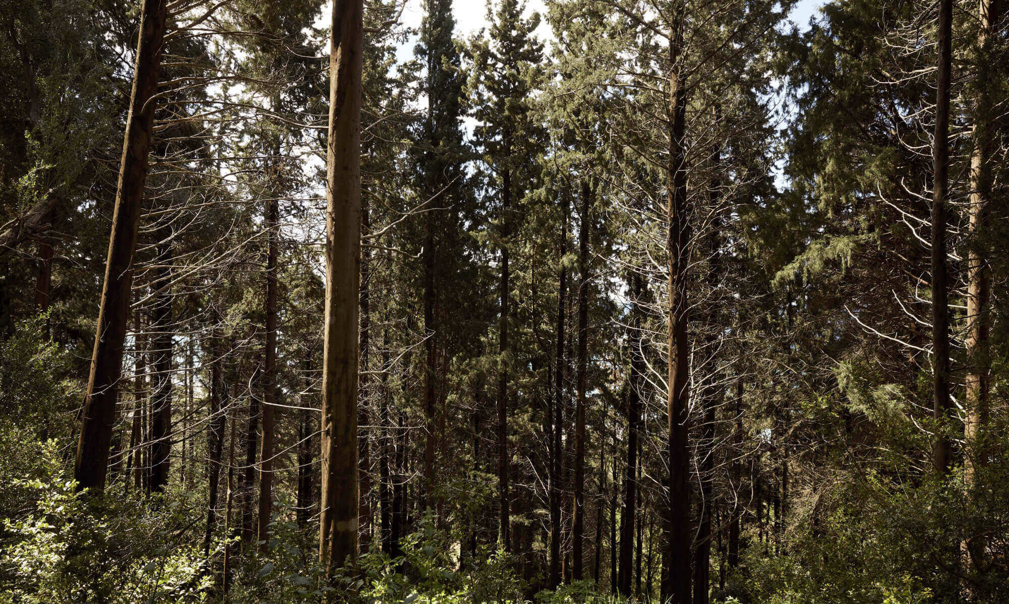 Forest view in Greece