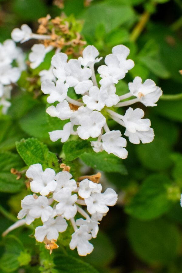 white flower