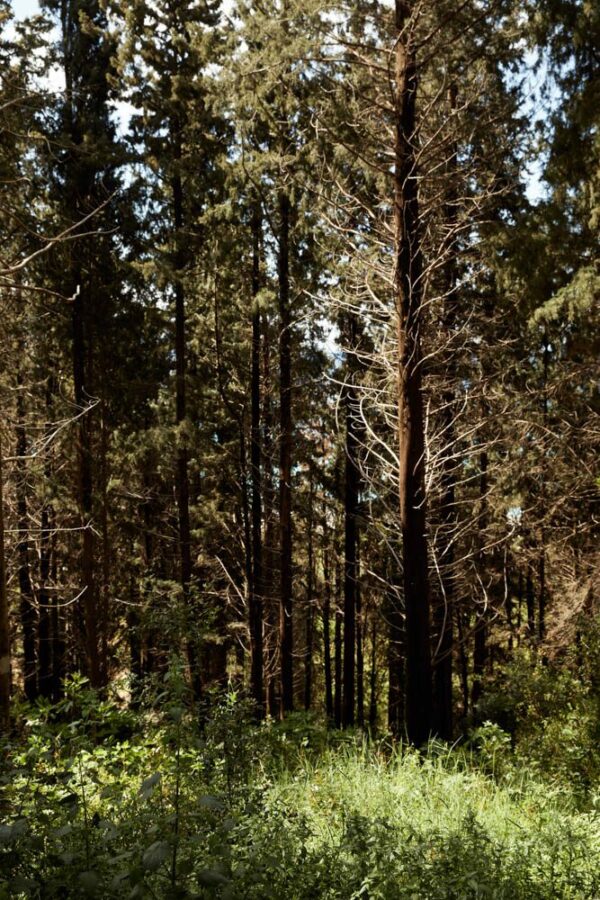 forest in Kefalonia