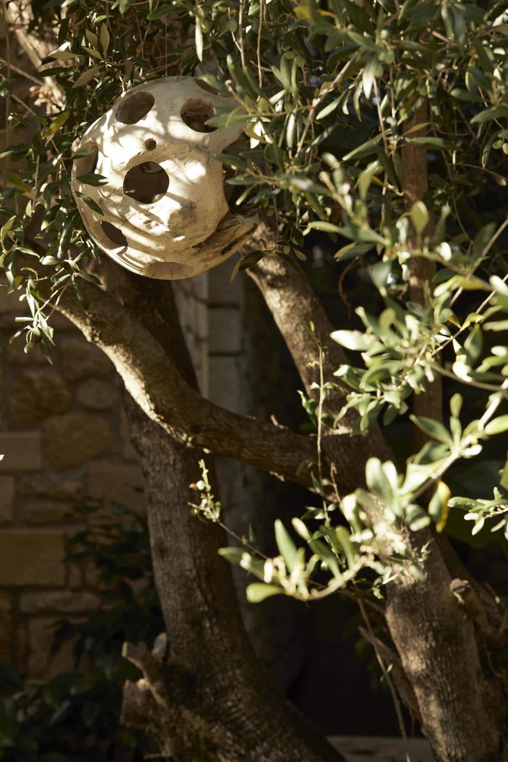 empty nest on an olive tree