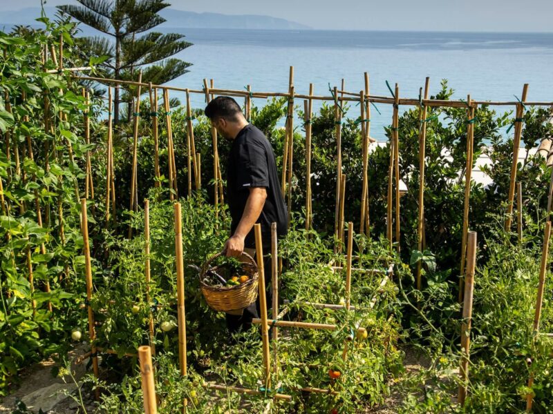 man picking vegetables